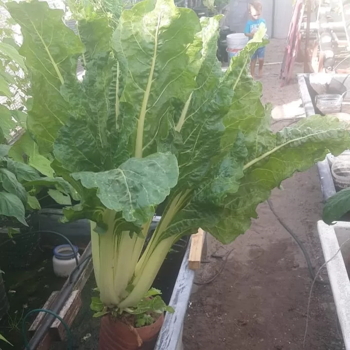 Hydroponic Troglodyte Spinach Eco Bini