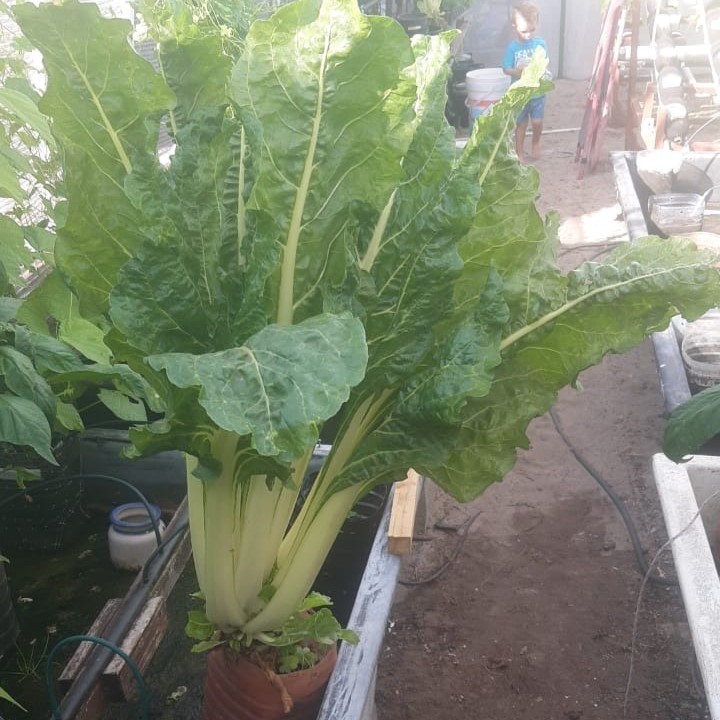 Hydroponic Troglodyte Spinach