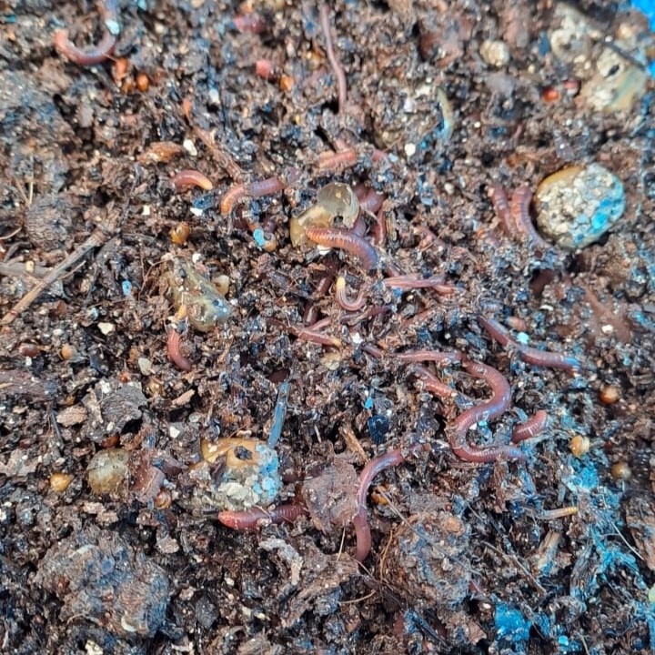 Red Wigglers in vermicomposting flow-through bin.